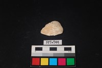 藏品(貝殼)的圖片