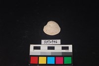 藏品(貝殼)的圖片