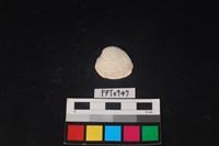 藏品(貝殼)的圖片