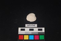 藏品(貝殼)的圖片