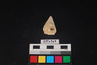 藏品(貝殼)的圖片