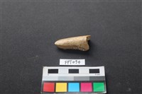 藏品(偶蹄類動物骨)的圖片