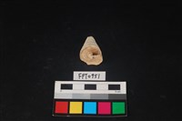 藏品(貝殼)的圖片