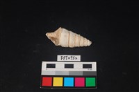 藏品(貝殼)的圖片