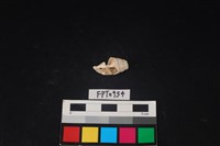 藏品(貝殼)的圖片