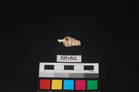 藏品(貝殼)的圖片