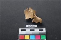 藏品(偶蹄類動物骨)的圖片