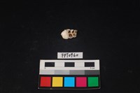 藏品(貝殼)的圖片