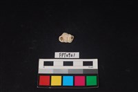 藏品(貝殼)的圖片