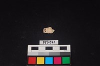 藏品(貝殼)的圖片