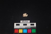 藏品(貝殼)的圖片