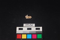 藏品(貝殼)的圖片