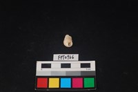 藏品(貝殼)的圖片