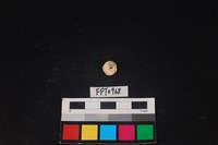 藏品(貝殼)的圖片