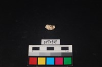 藏品(貝殼)的圖片