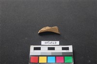 藏品(偶蹄類動物骨)的圖片