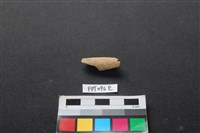 藏品(偶蹄類動物骨)的圖片