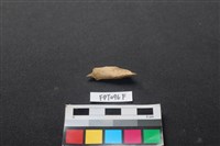 藏品(偶蹄類動物骨)的圖片