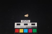 藏品(貝殼)的圖片