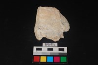 藏品(貝殼)的圖片