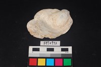 藏品(貝殼)的圖片