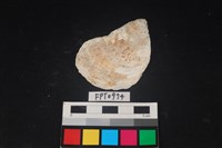 藏品(貝殼)的圖片