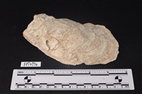 藏品(貝殼)的圖片