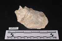 藏品(貝殼)的圖片