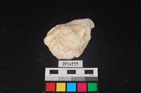 藏品(貝殼)的圖片