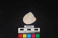 藏品(貝殼)的圖片