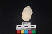 藏品(貝殼)的圖片