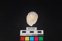 藏品(貝殼)的圖片