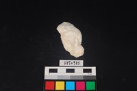 藏品(貝殼)的圖片