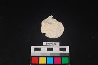 藏品(貝殼)的圖片