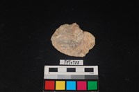 藏品(貝殼)的圖片