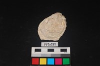 藏品(貝殼)的圖片