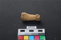 藏品(鹿骨)的圖片