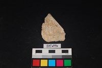 藏品(貝殼)的圖片