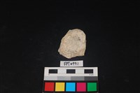 藏品(貝殼)的圖片