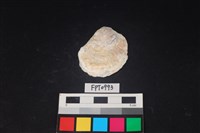 藏品(貝殼)的圖片