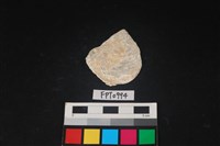 藏品(貝殼)的圖片