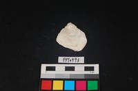 藏品(貝殼)的圖片