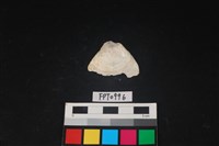 藏品(貝殼)的圖片