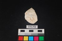 藏品(貝殼)的圖片