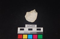 藏品(貝殼)的圖片