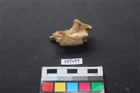 藏品(豬骨)的圖片