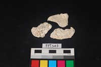 藏品(貝殼)的圖片