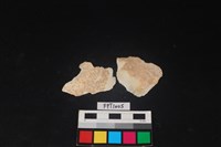 藏品(貝殼)的圖片