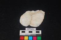 藏品(貝殼)的圖片