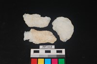 藏品(貝殼)的圖片